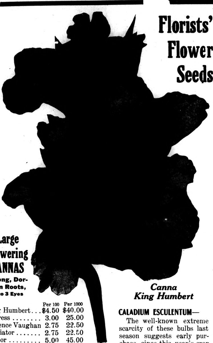 Бегония махровая Дубль Микс - фото 4