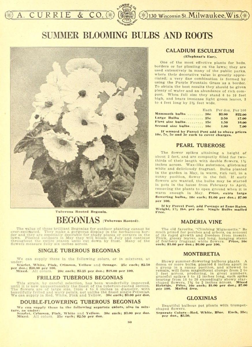 Бегония махровая Дубль Микс - фото 3