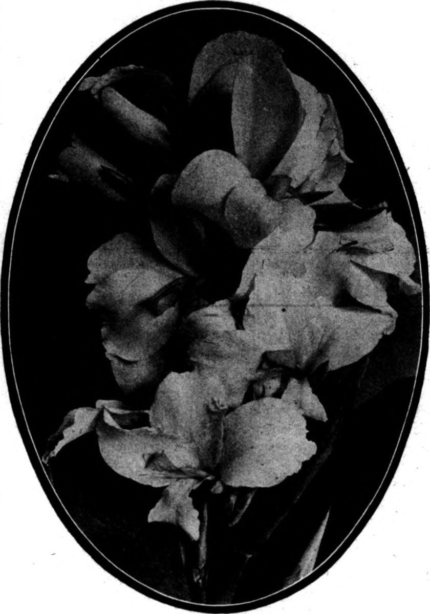 Бегония махровая Дубль Микс - фото 5