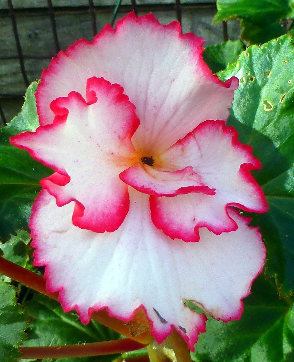 Бегония Криспа Маргината Вайт/Ред - фото 2