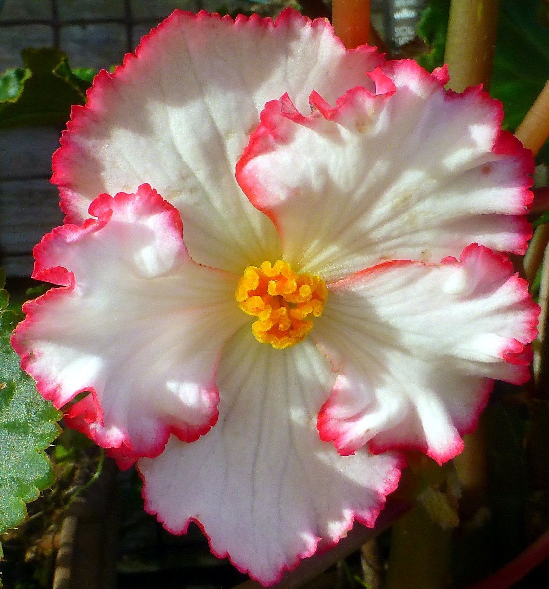 Бегония Криспа Маргината Вайт/Ред