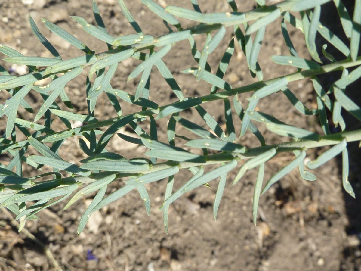 Лен многолетний - фото 10