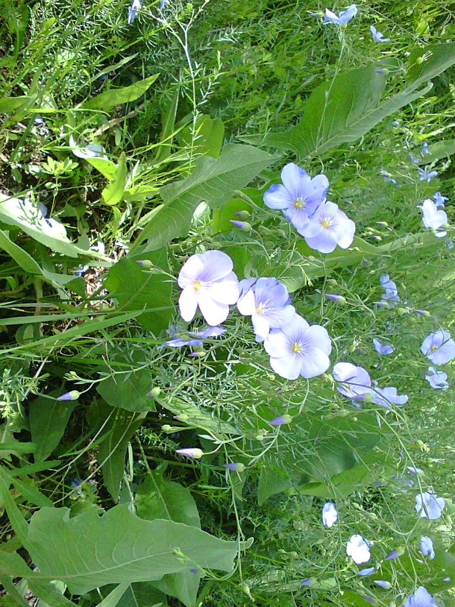 Лен многолетний - фото 6