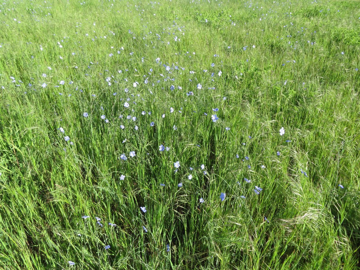 Лен многолетний