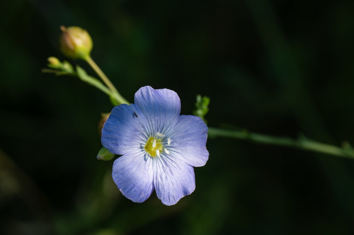 Лен многолетний