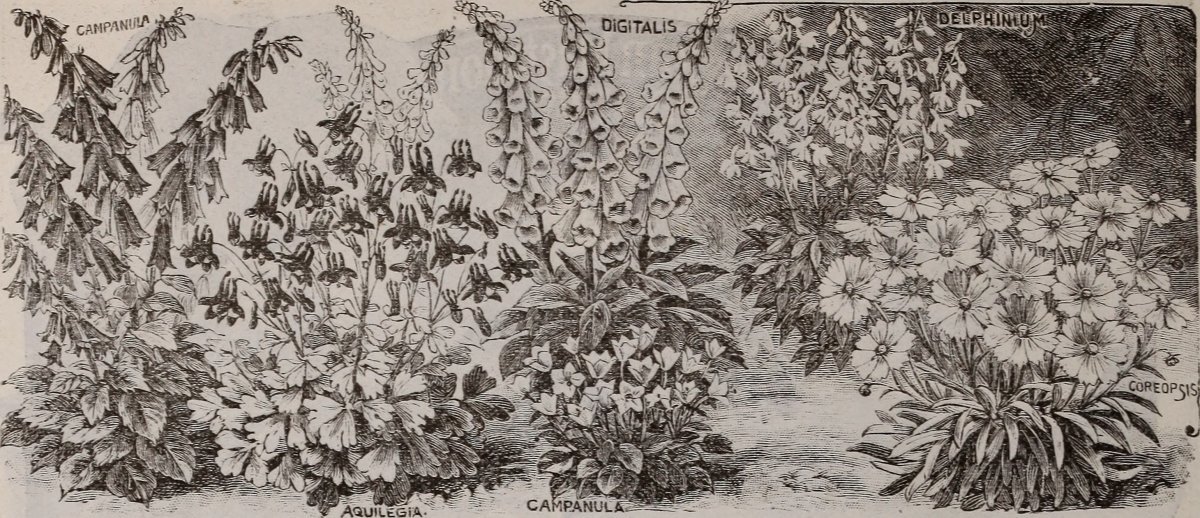 Бегония бахромчатая Фимбриата Пинк - фото 2