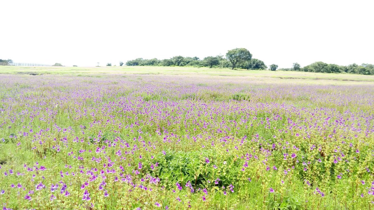 Бегония бахромчатая Фимбриата Ред - фото 4
