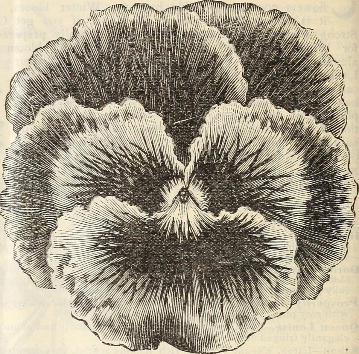 Бегония бахромчатая Фимбриата Ред - фото 6