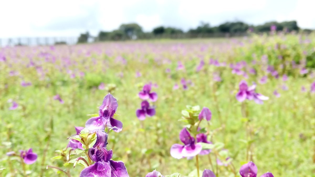 Бегония бахромчатая Фимбриата Ред - фото 2