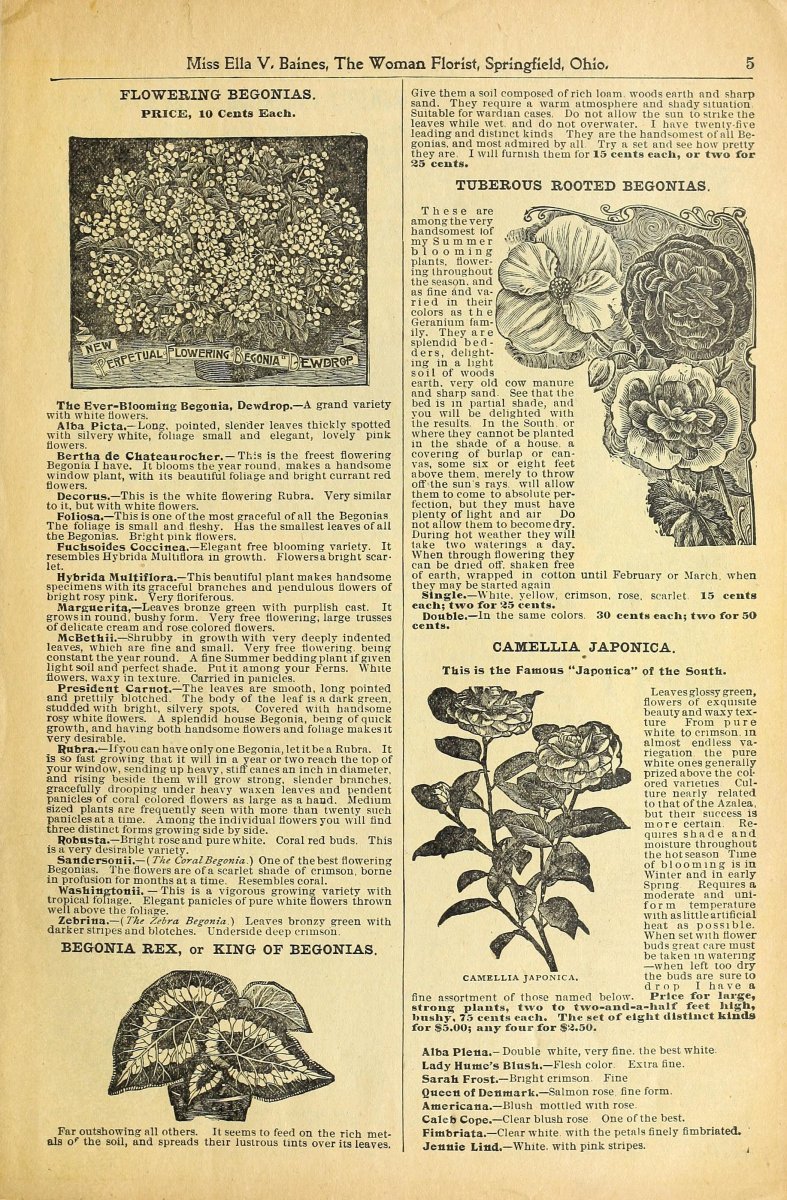 Бегония бахромчатая Фимбриата Йелоу