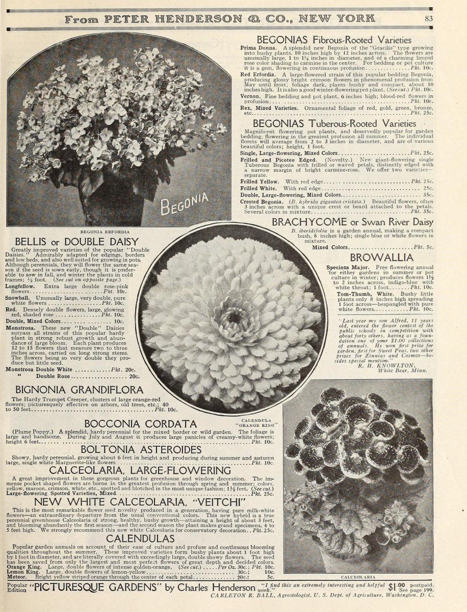 Бегония Пикоти Вайт/Ред - фото 2