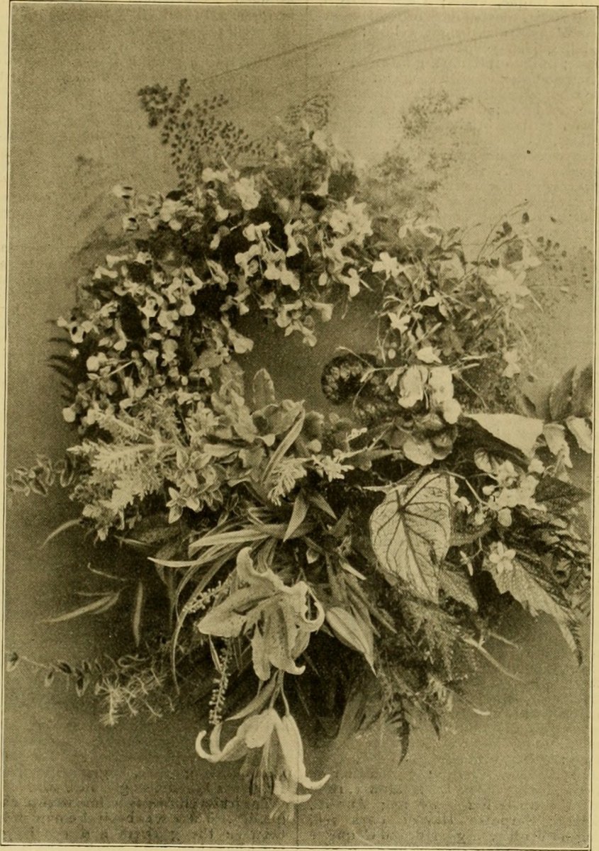 Бегония Пикоти Еллоу/Ред - фото 3