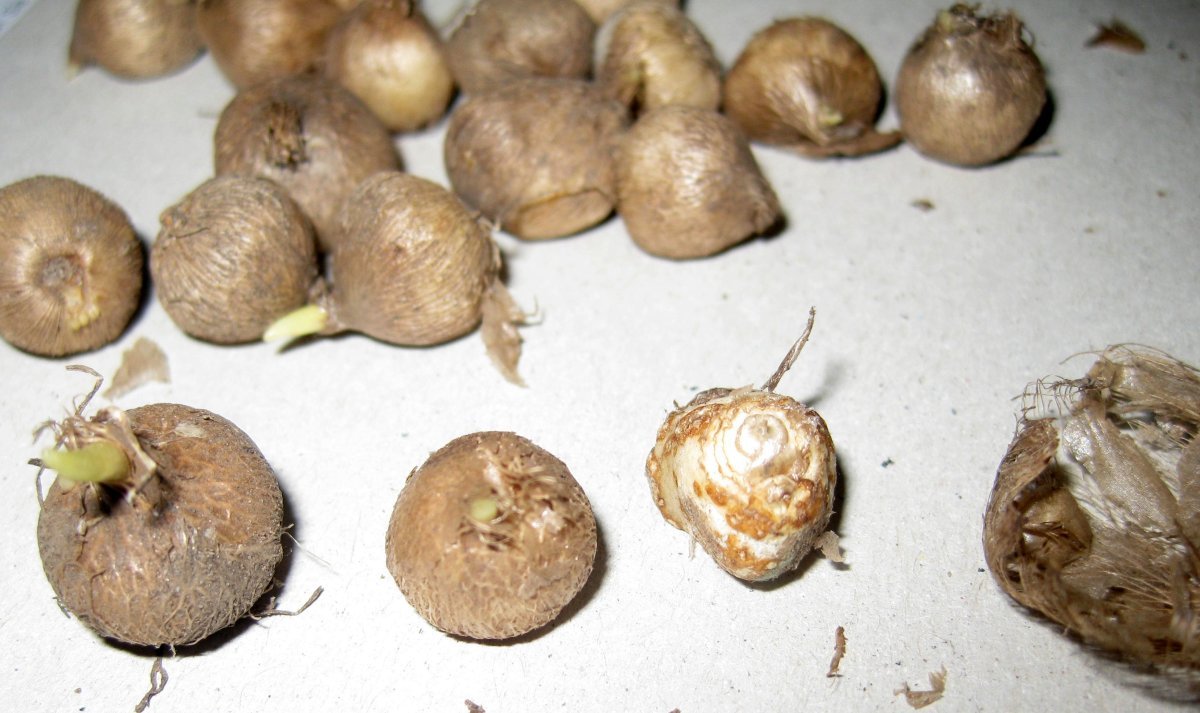 Бродиея Laxa - фото 7