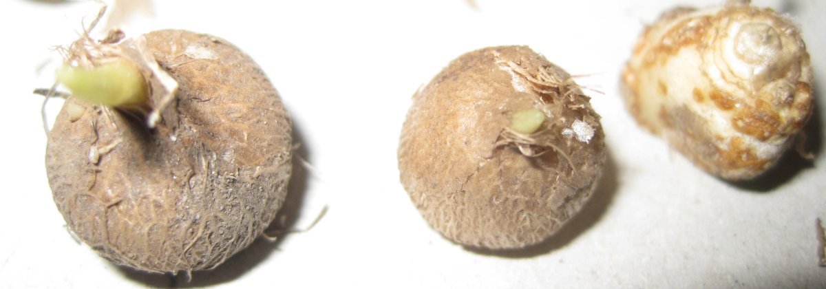 Бродиея Laxa - фото 6