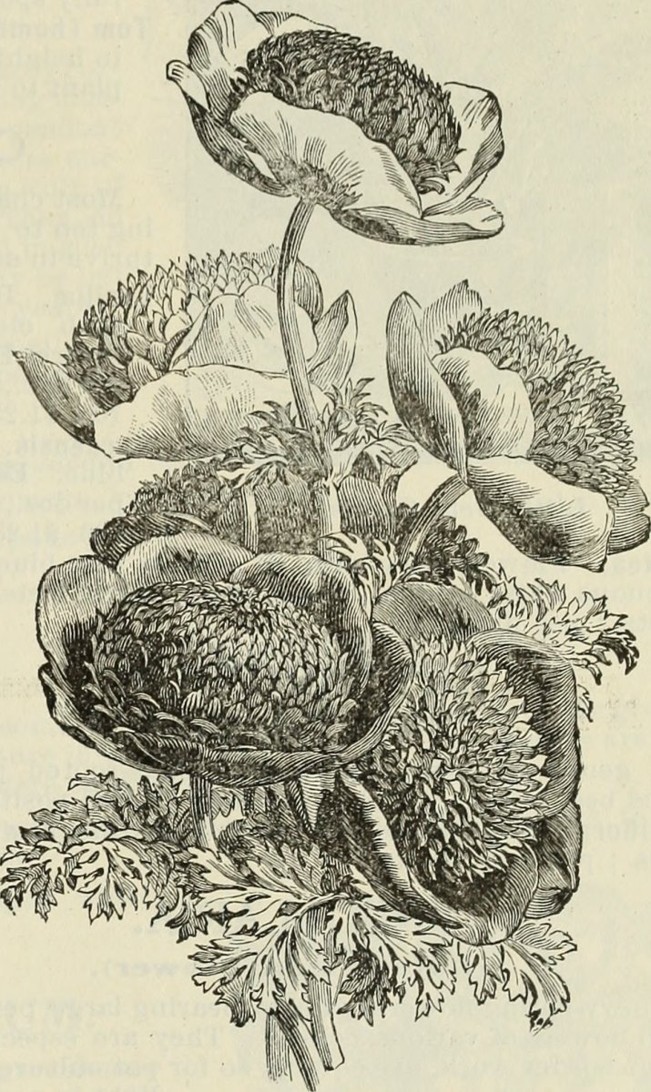 Бродиея Laxa - фото 3