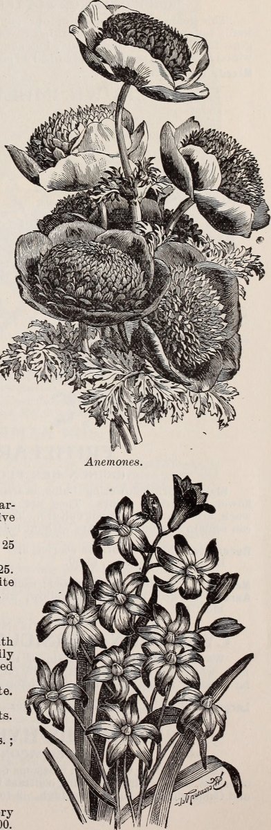 Бродиея Laxa - фото 4