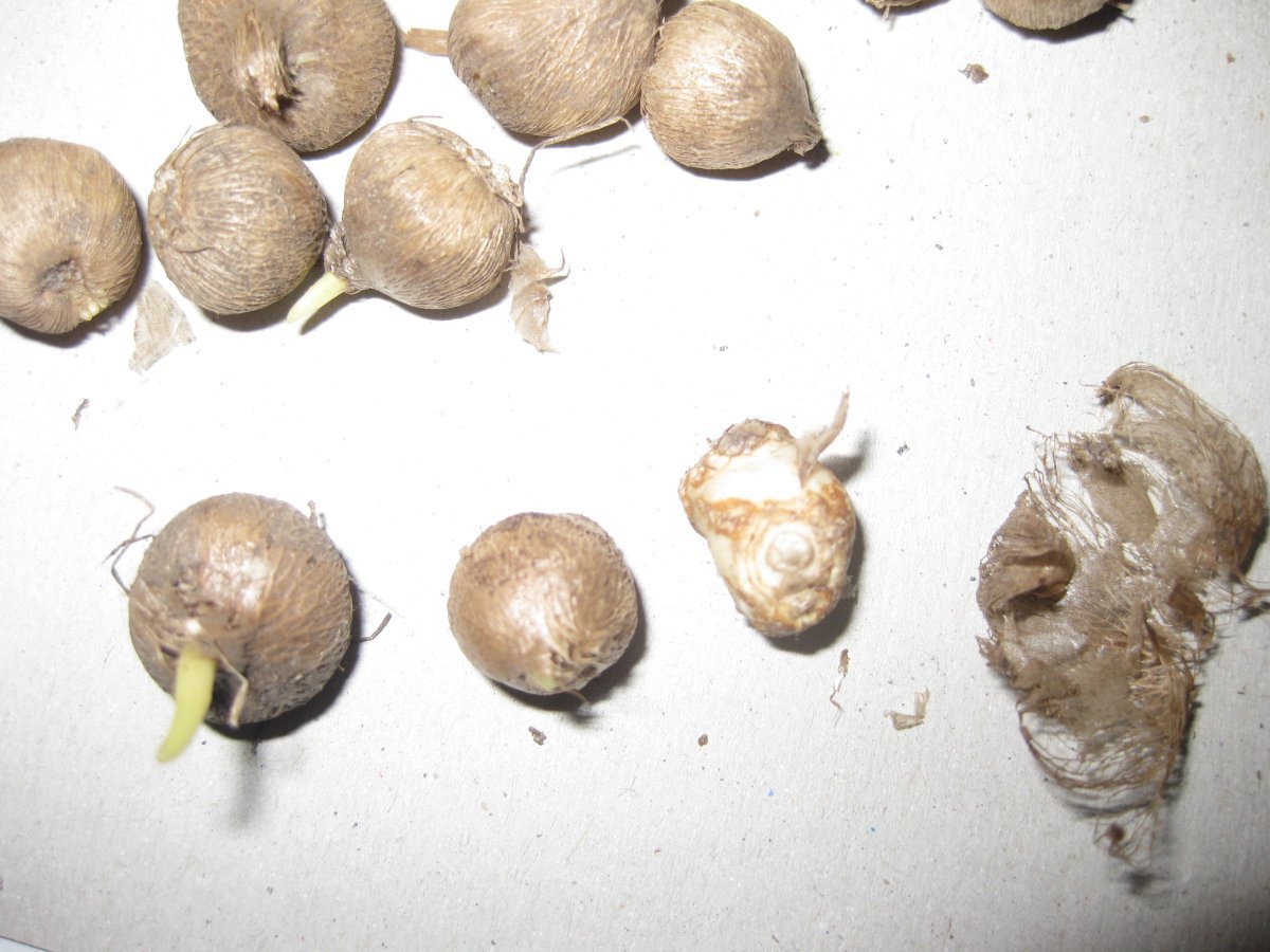 Бродиея Laxa - фото 5