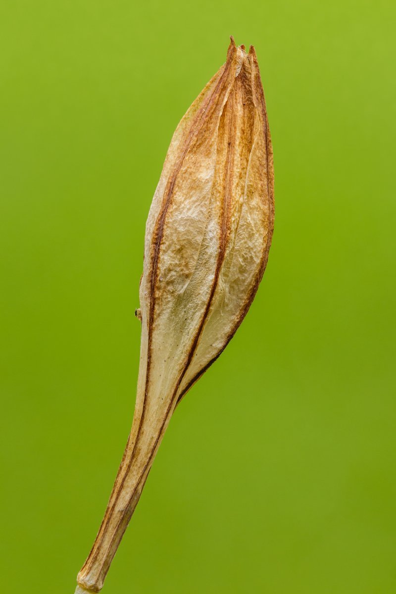Бродиея Laxa - фото 9