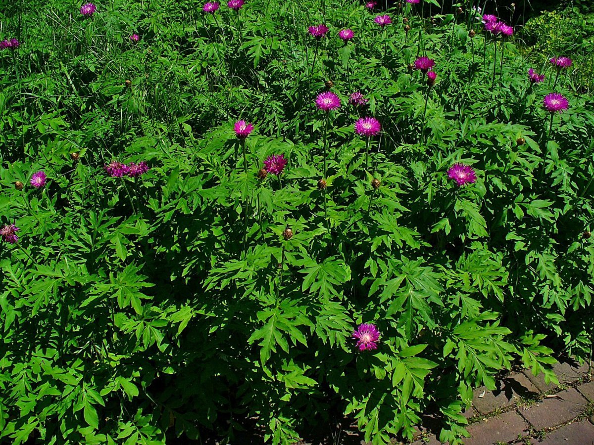 Василек подбеленный Штейнберга - фото 6