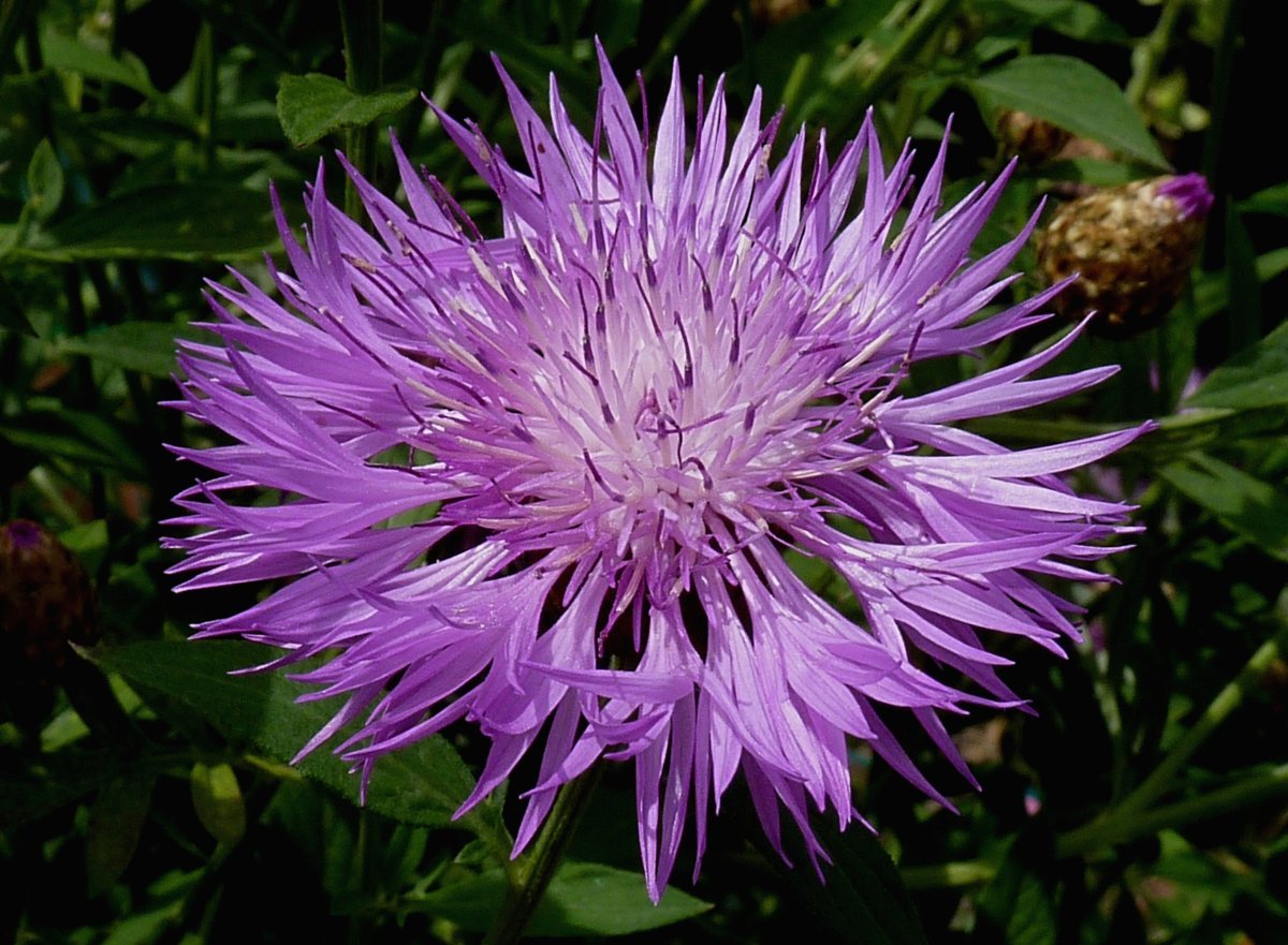 Василек подбеленный Штейнберга - фото 5