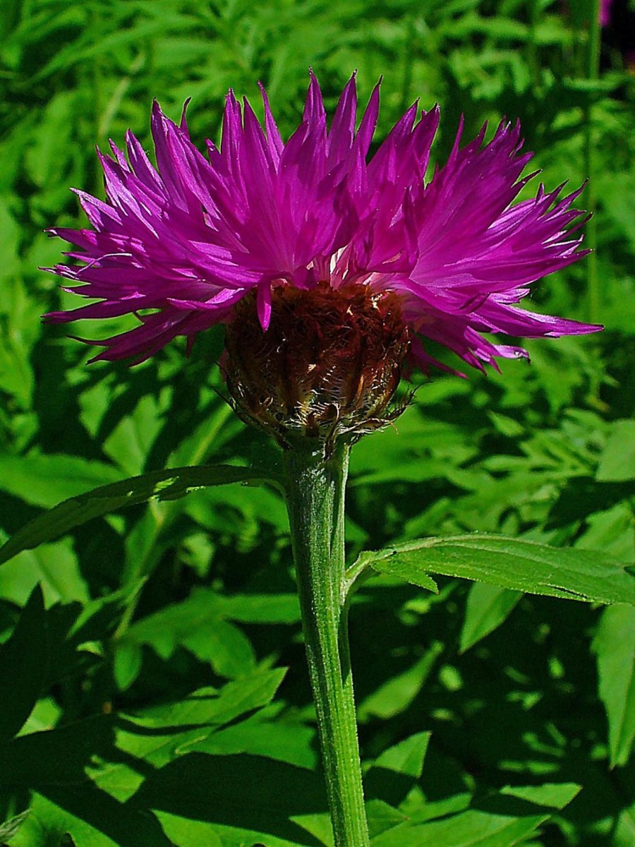 Василек подбеленный Штейнберга - фото 9