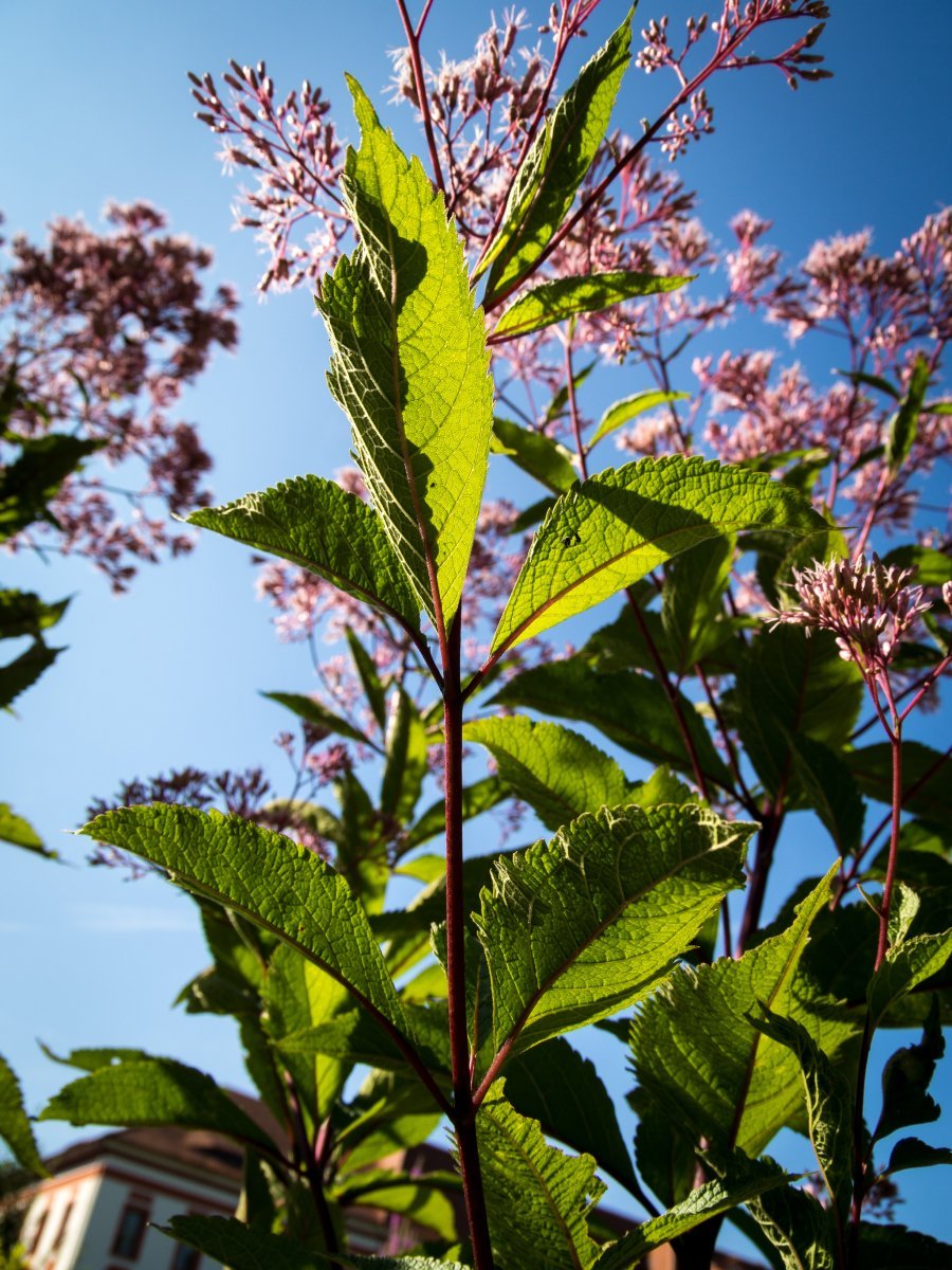 Посконник пурпурный - фото 7