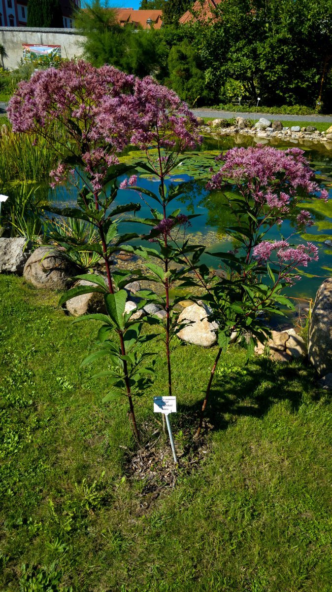 Посконник пурпурный