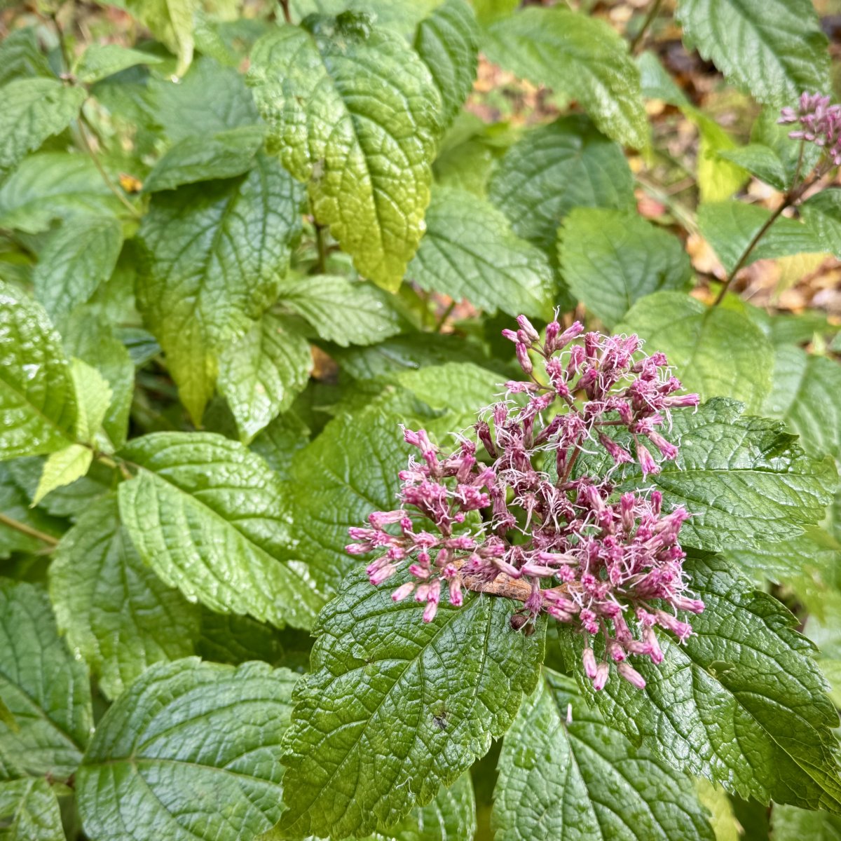 Посконник пурпурный