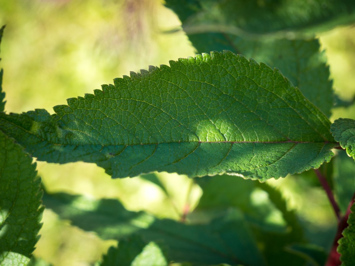 Посконник пурпурный - фото 6