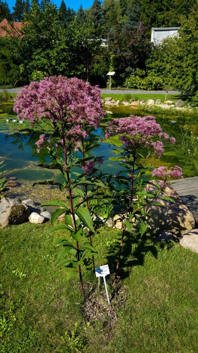 Посконник пурпурный - фото 3