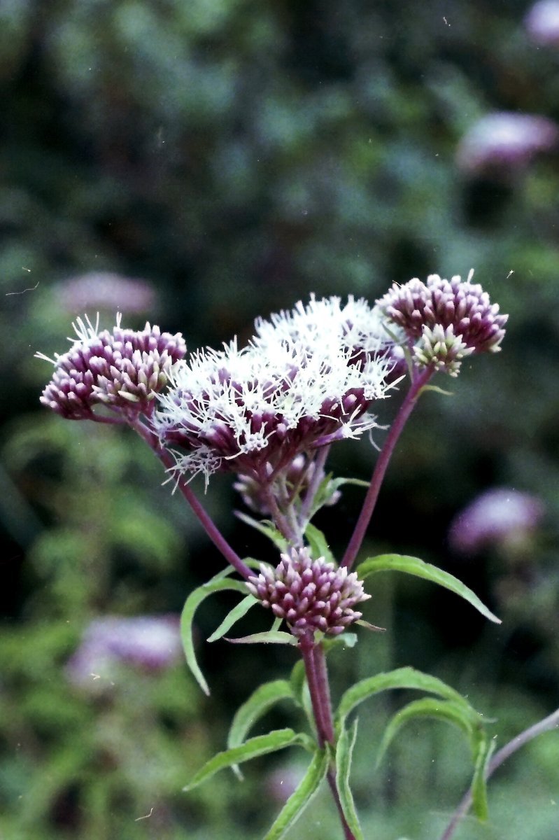 Посконник пурпурный - фото 8