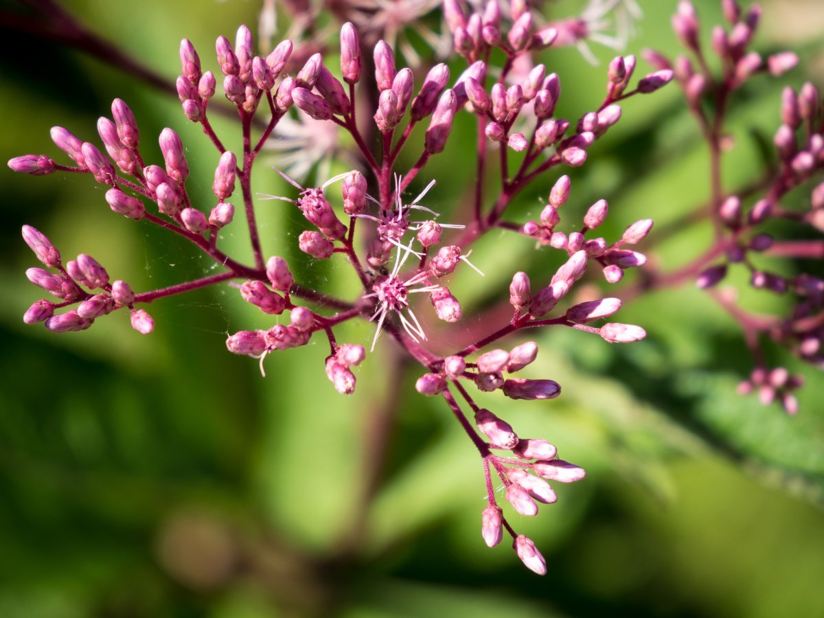 Посконник пурпурный - фото 5