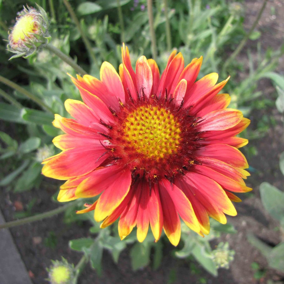 Гайлардия Бургундер