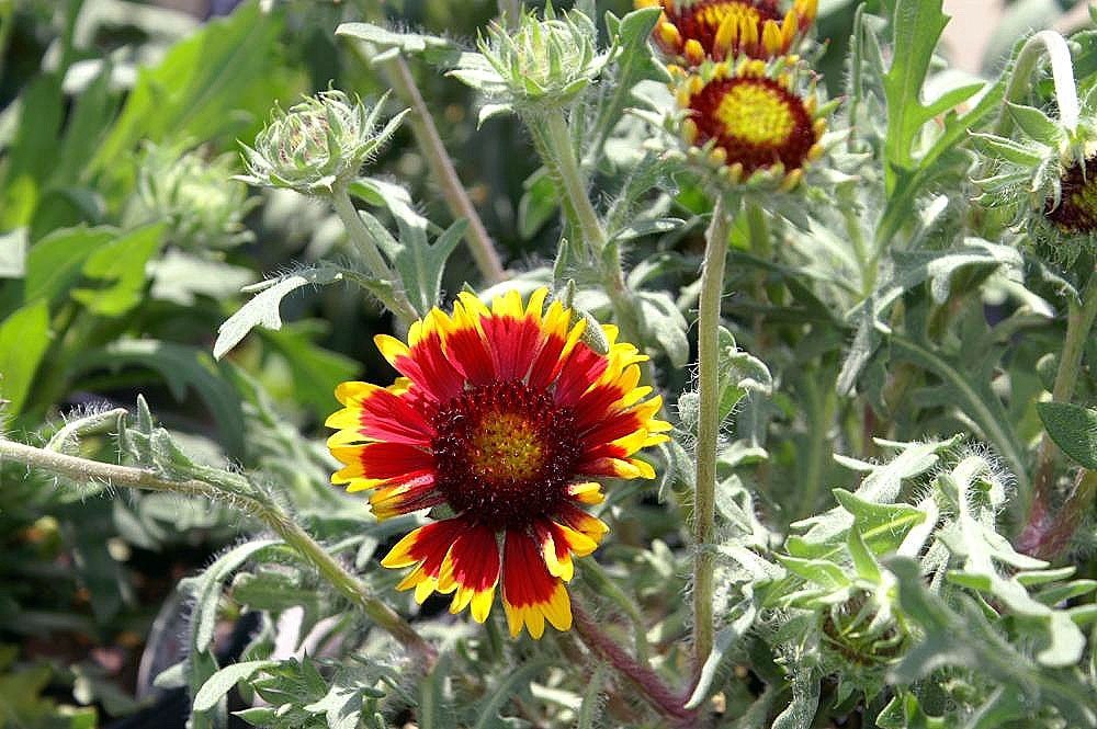 Гайлардия Кобольд - фото 4