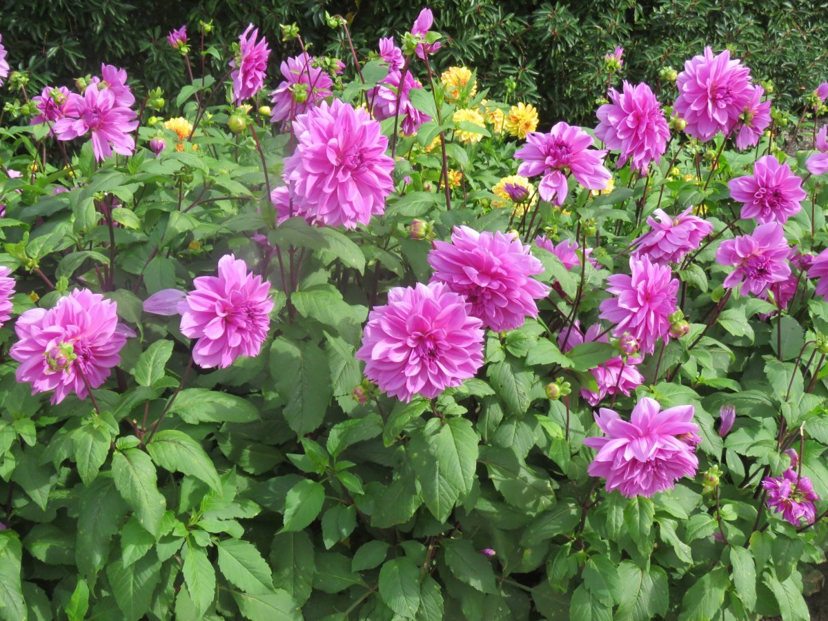 Георгина Лилак Тайм декоративная - фото 3