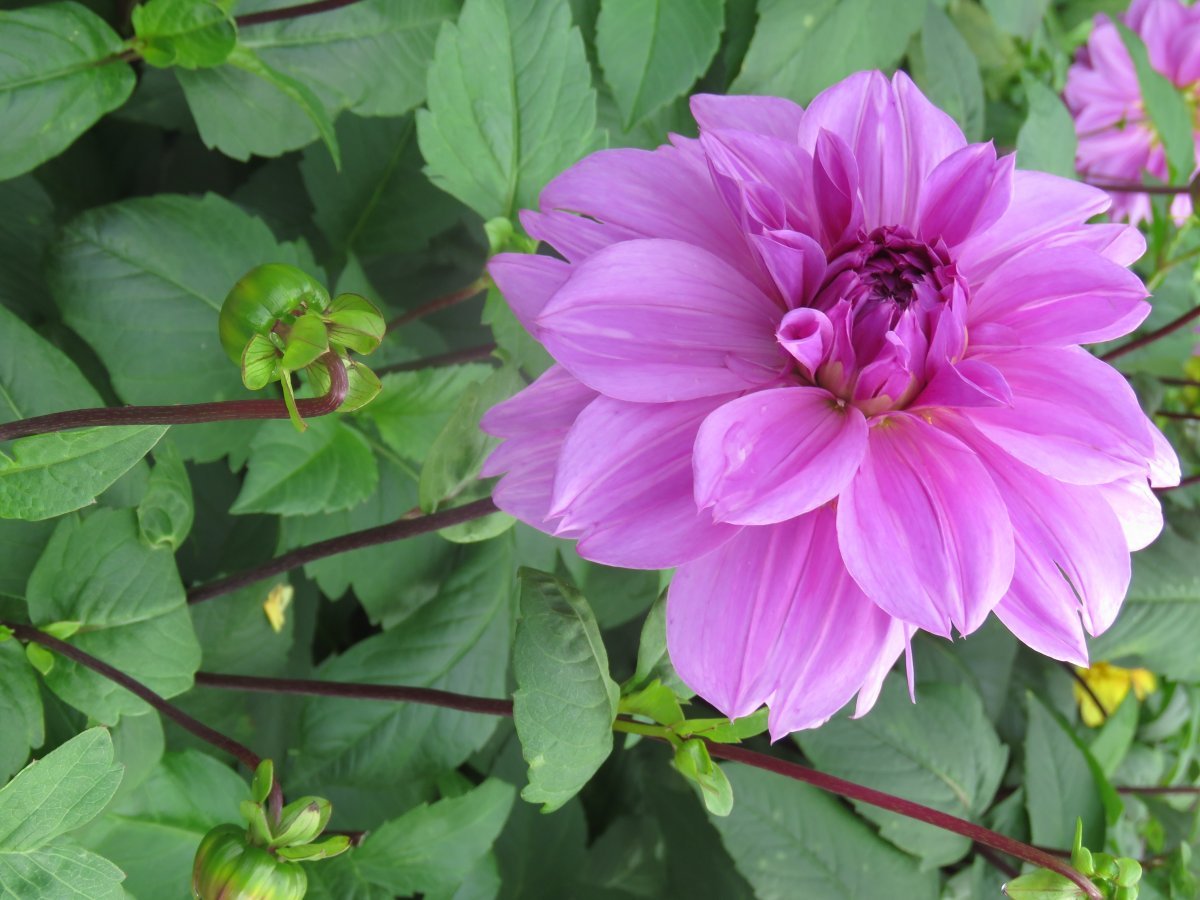 Георгина Лилак Тайм декоративная - фото 4