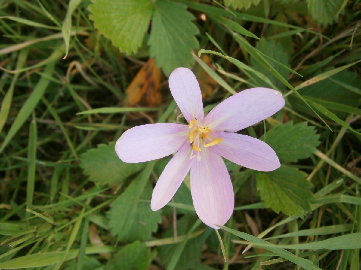 Безвременник осенний - фото 9