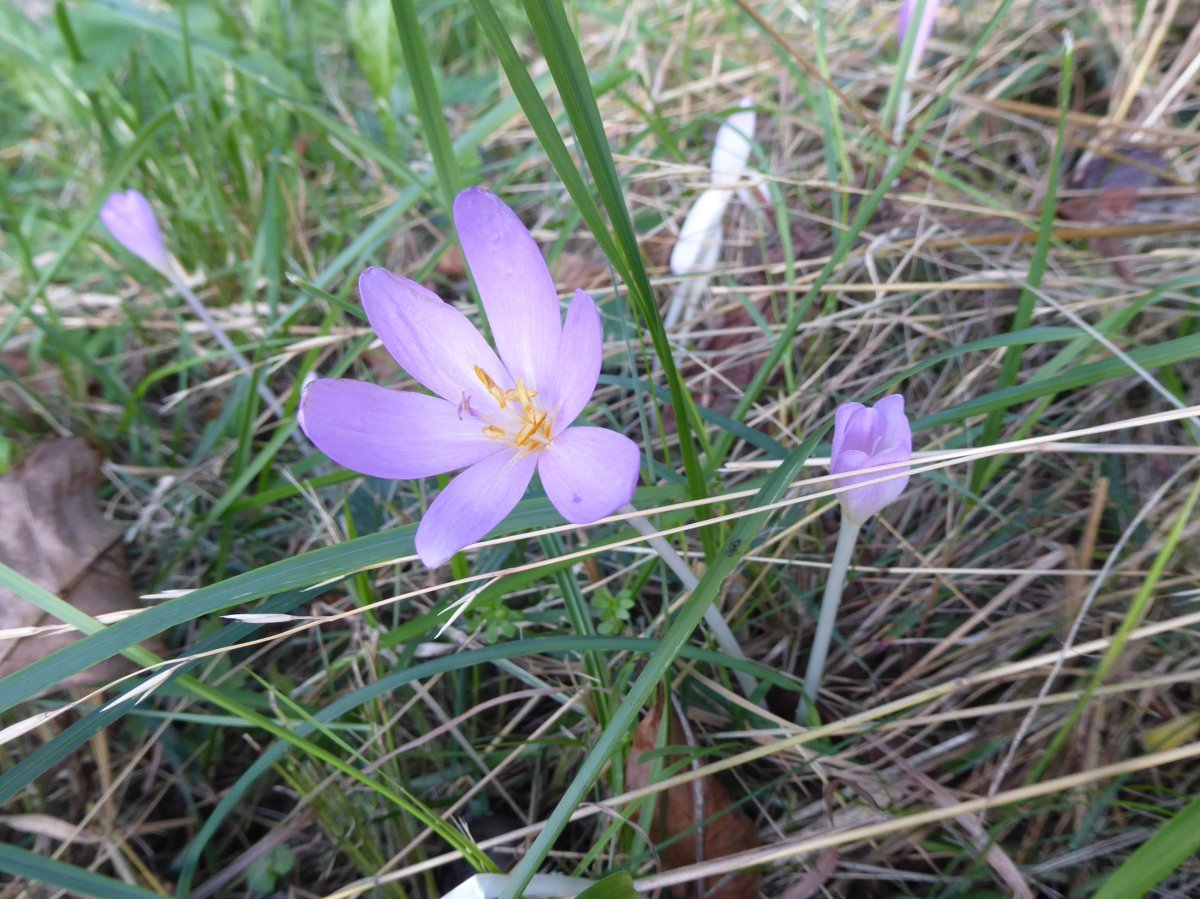 Безвременник осенний - фото 10
