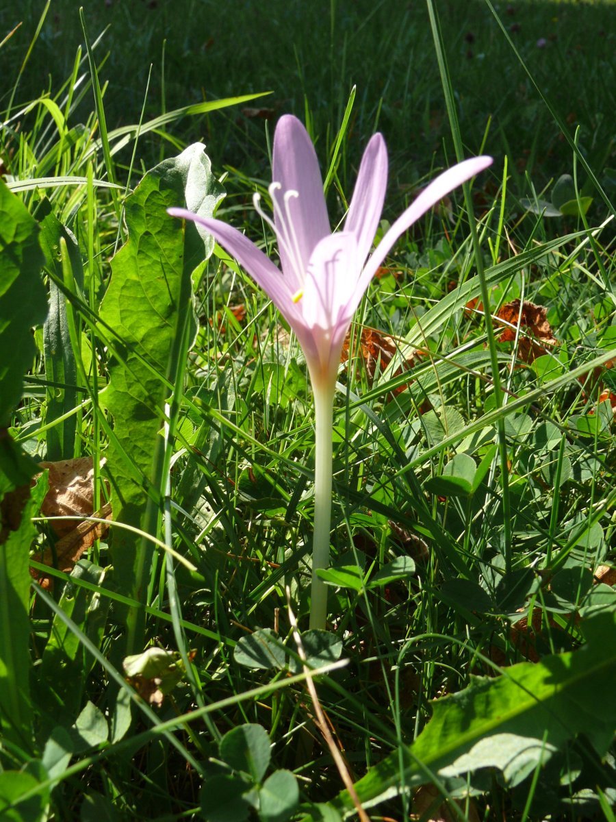 Безвременник осенний - фото 7