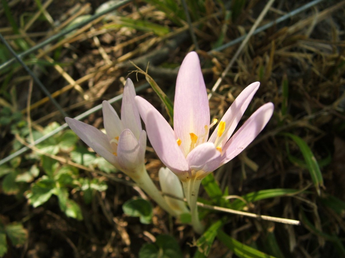 Безвременник осенний - фото 6