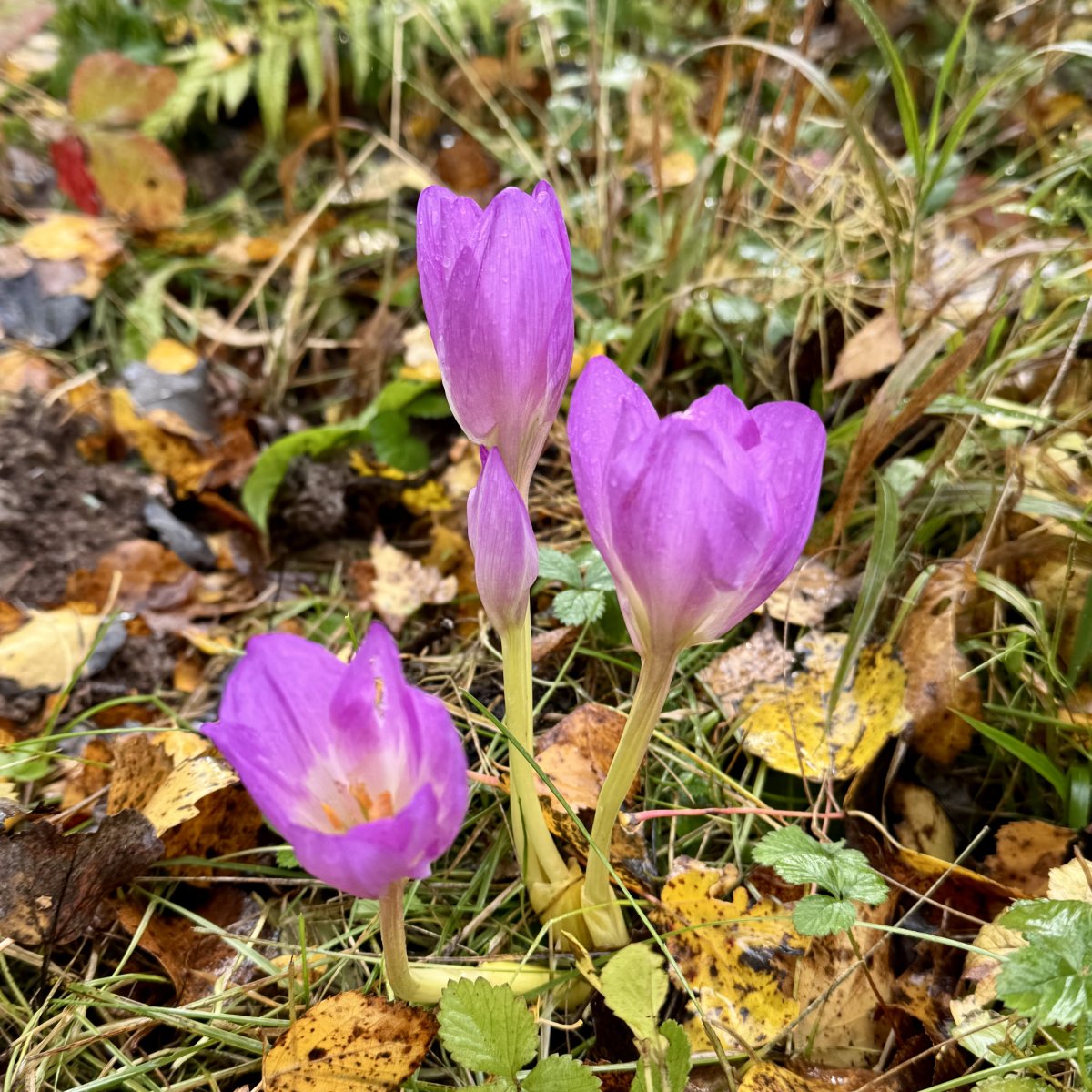 Безвременник осенний