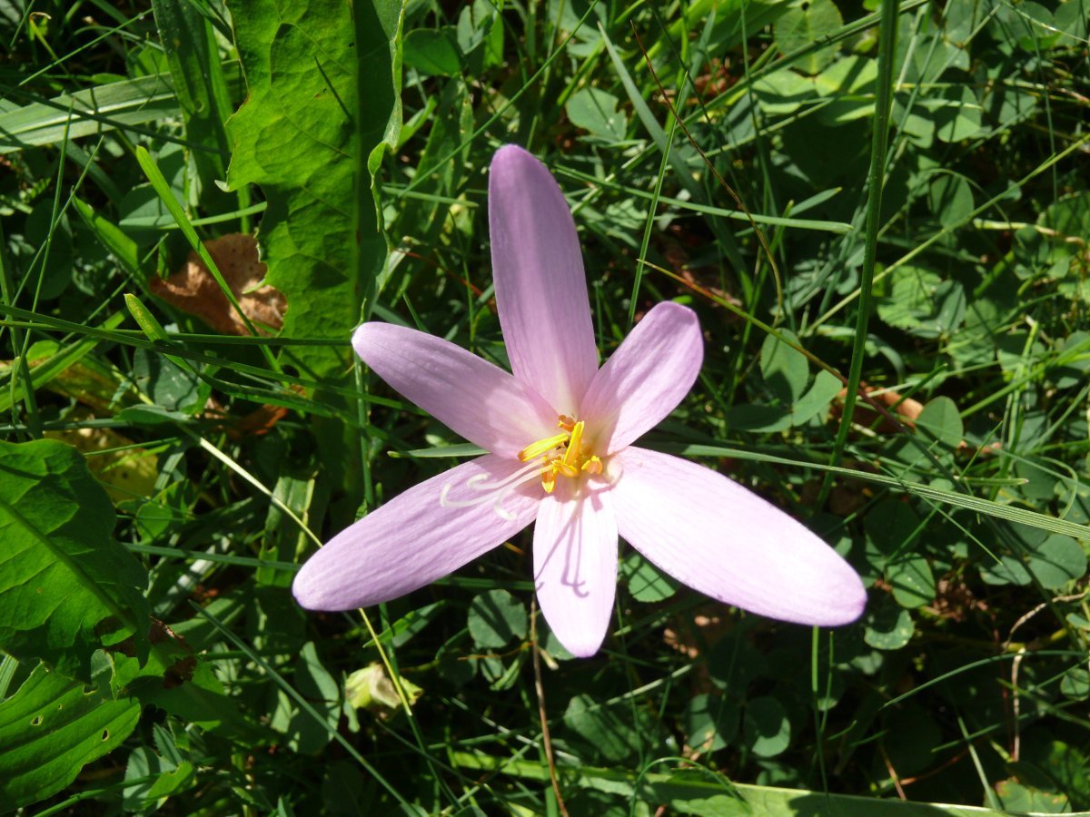 Безвременник осенний - фото 8