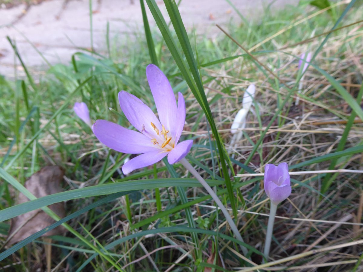 Безвременник осенний - фото 11