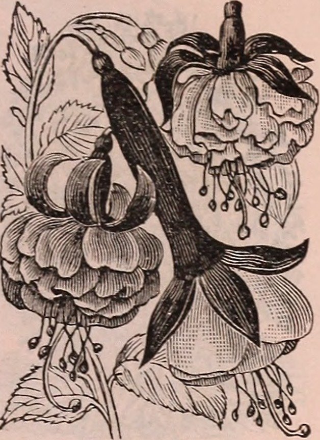 Георгина Айс Кристал бахромчатая