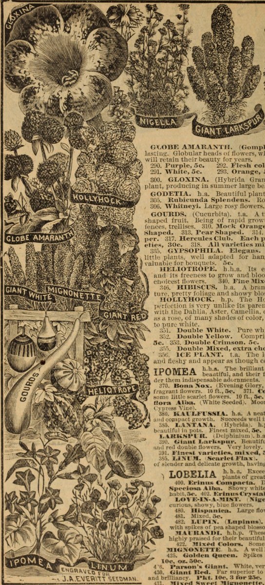 Георгина Айс Кристал бахромчатая - фото 2