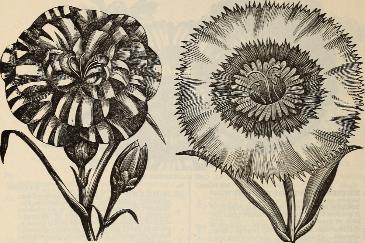 Георгина Айс Кристал бахромчатая - фото 5