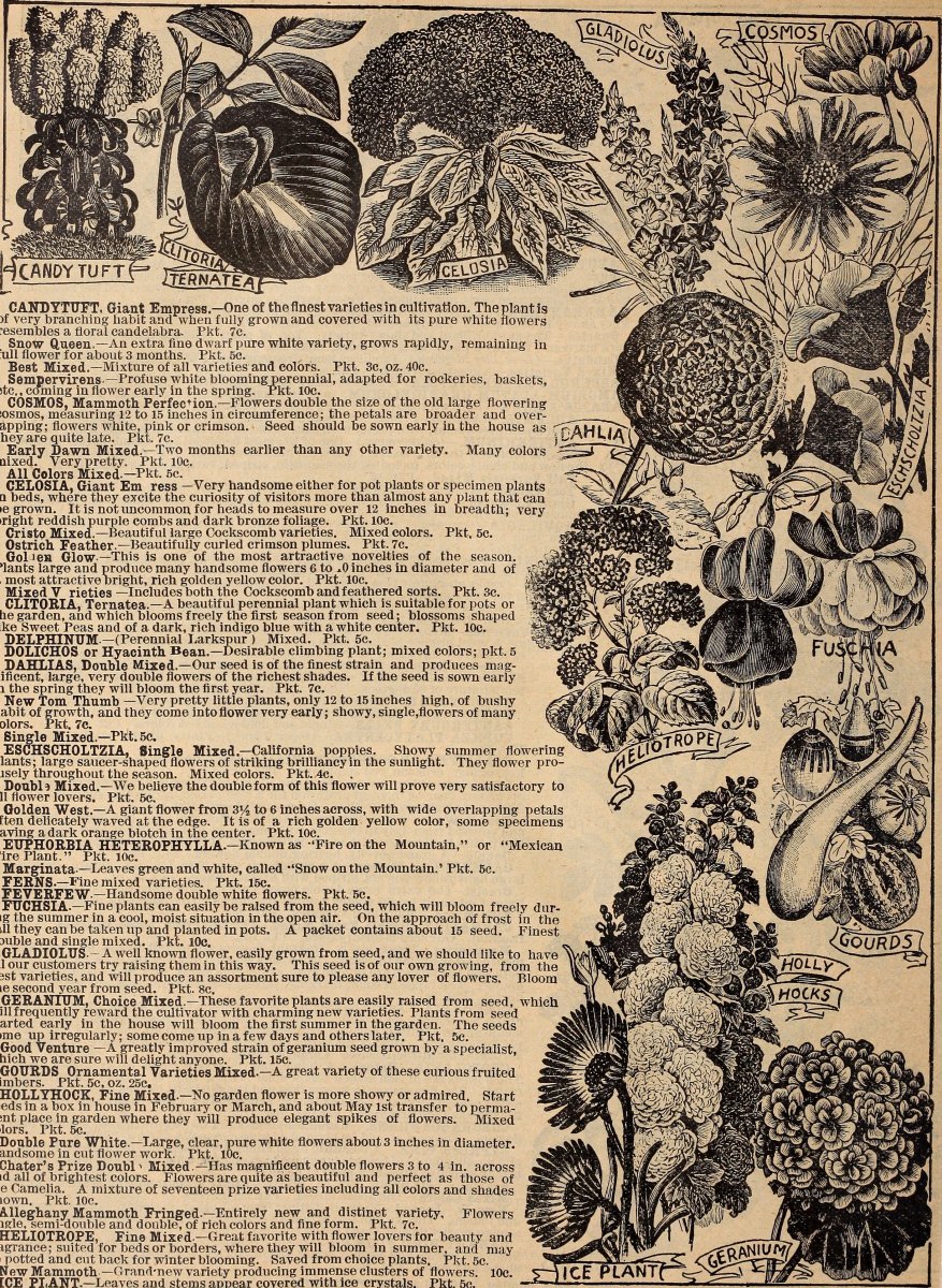 Георгина Айс Кристал бахромчатая - фото 3