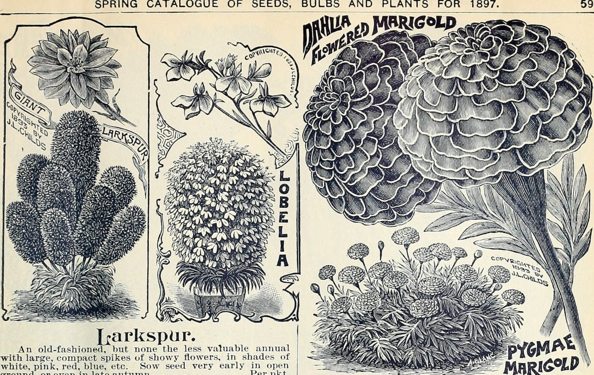 Георгина Айс Кристал бахромчатая - фото 6