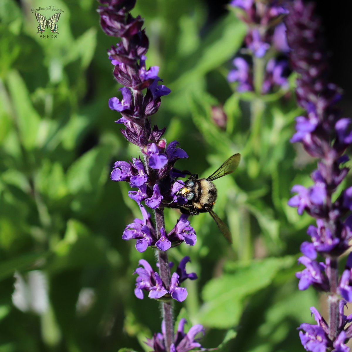 Георгина Нью Дименшион кактусовидная