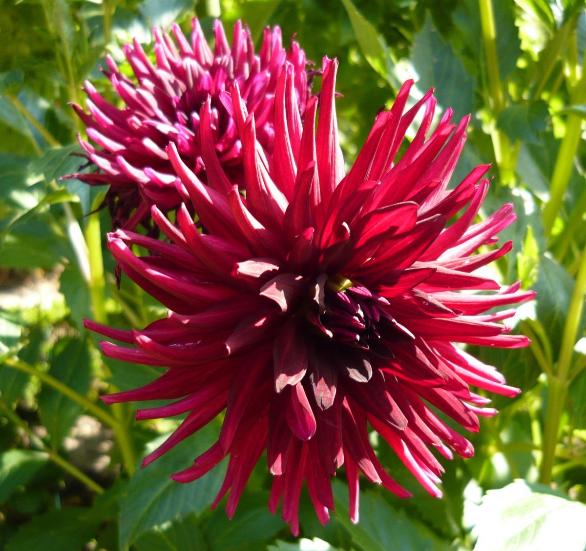 Георгина Нуит Д. Эте кактусовидная - фото 4